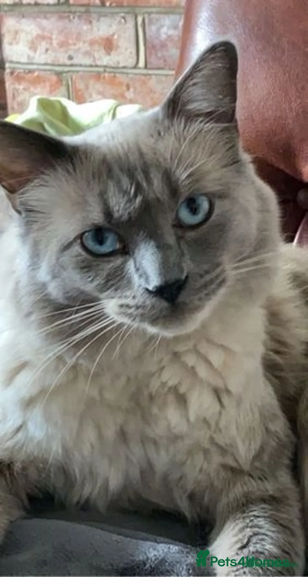 Ragdoll cats for sale: Ragdoll kittens for sale - Image 13