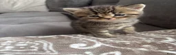 British Shorthair cats for sale: Adorable Kittens Looking for loving new homes - Advert 19