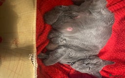 British Shorthair cats for sale: PEDIGREE BSH KITTENS READY TO FOR FOREVER HOMES  - Image 14
