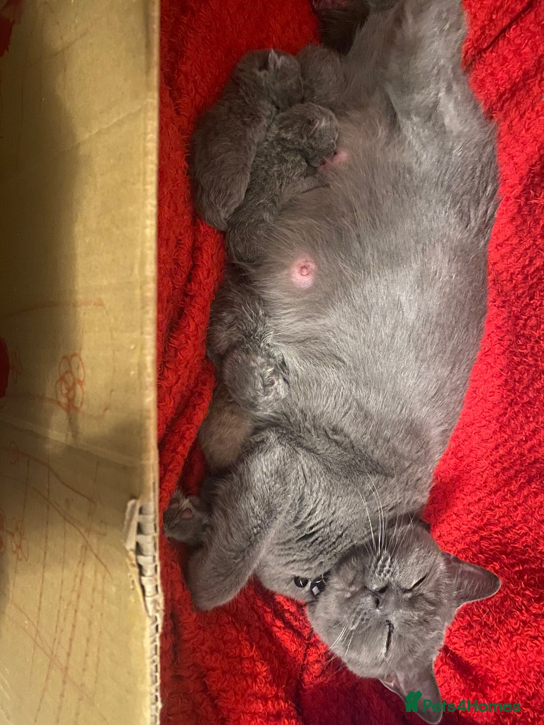 British Shorthair cats for sale: PEDIGREE BSH KITTENS READY TO FOR FOREVER HOMES  - Image 14