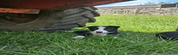 Border Collie dogs for sale: Border Collie pups for sale - Advert 10