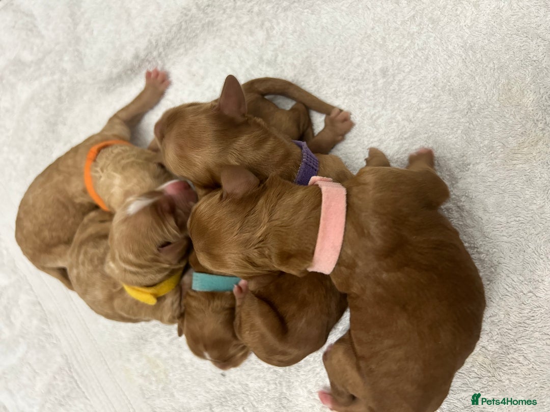 Goldendoodle dogs for sale: Multigenerational Puppies Licensed and Tested - Image 27