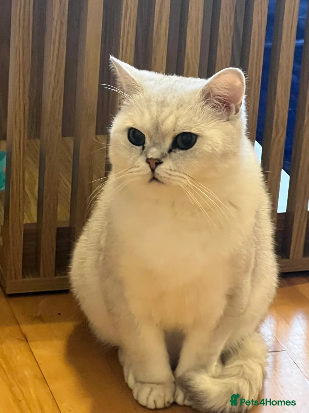 British Shorthair cats for sale: White British Shorthair Cat in Newport - Advert 2