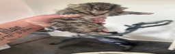 Mixed Breed cats for sale: Mixed short haired British blue kittens in Ware - Advert 16