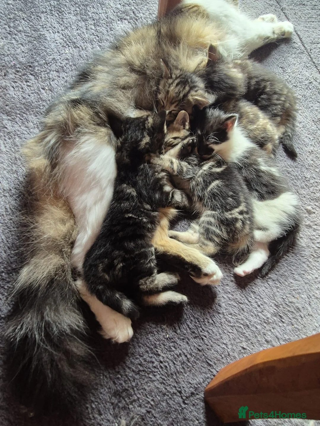 Norwegian Forest Cat cats for sale: Norwegian forest cat X marbled bengal - Advert 19