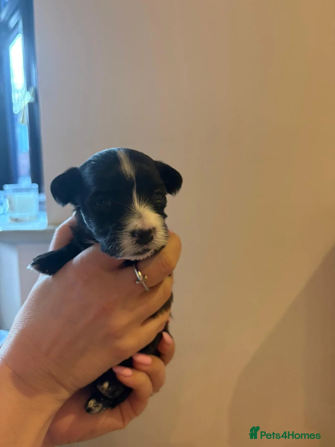 Havanese dogs for sale: Beautiful Havanese puppies - Advert 7