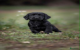 Cocker Spaniel dogs for sale: Litter of beautiful KC registered working cockers - Image 6