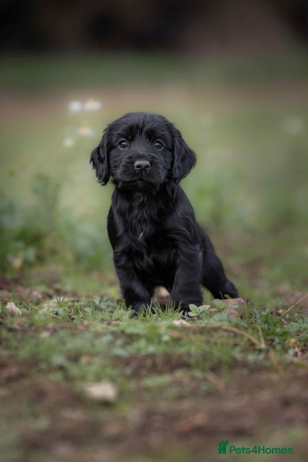 Cocker Spaniel dogs for sale: Litter of beautiful KC registered working cockers - Image 6