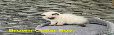 Ragdoll Kitten 2