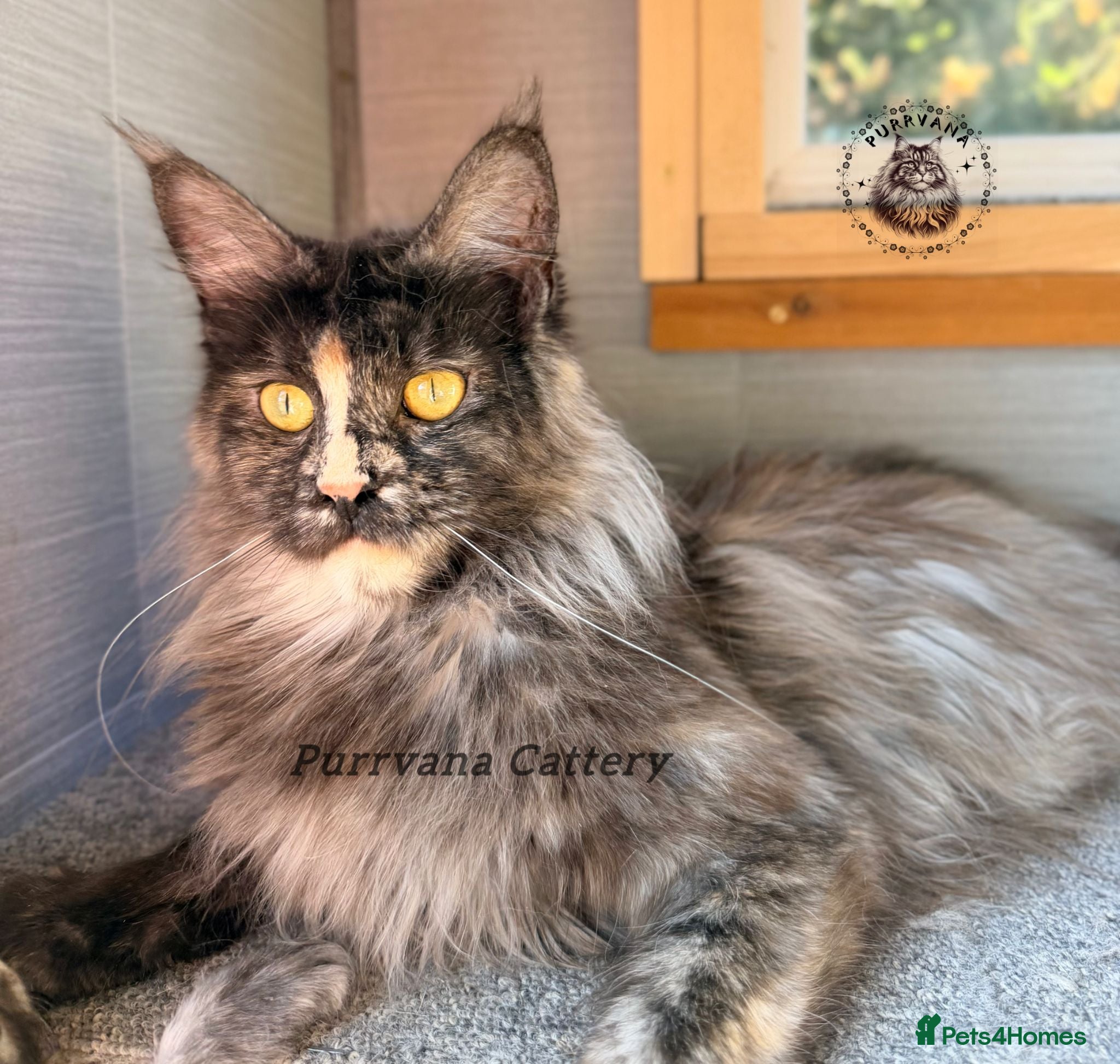 Maine Coon cats Retired Maine coon queens looking for new homes - Advert 6