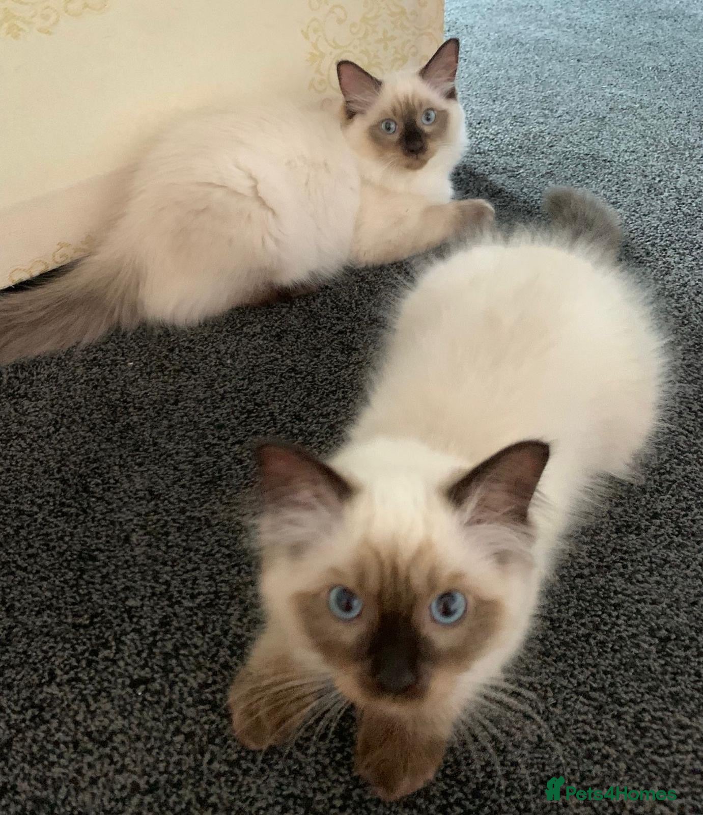 Ragdoll cats 🏆CHAMPION BLOODLINE RAGDOLL KITTENS 🥇  - Advert 2