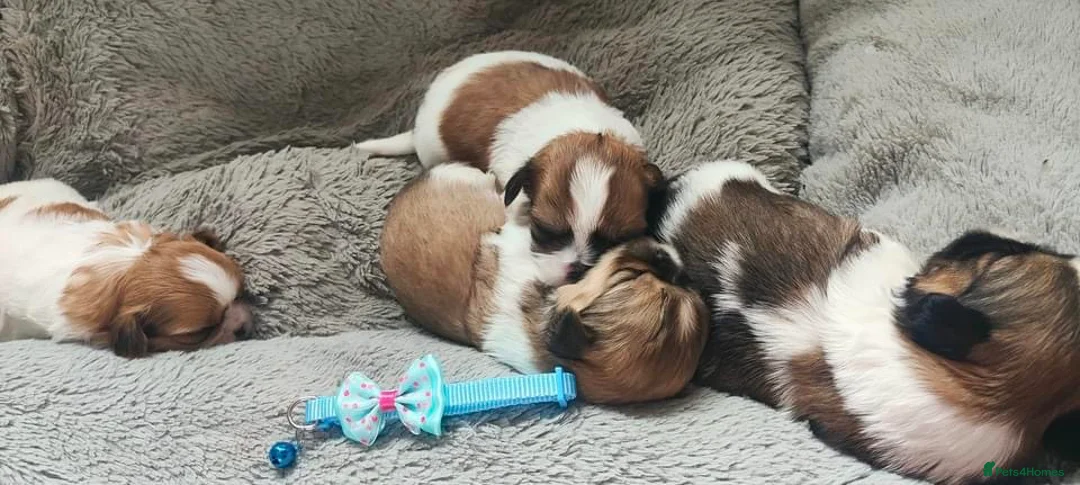 Shih Tzu dogs for stud: Shih tzu for stud in Newcastle upon Tyne - Advert 11