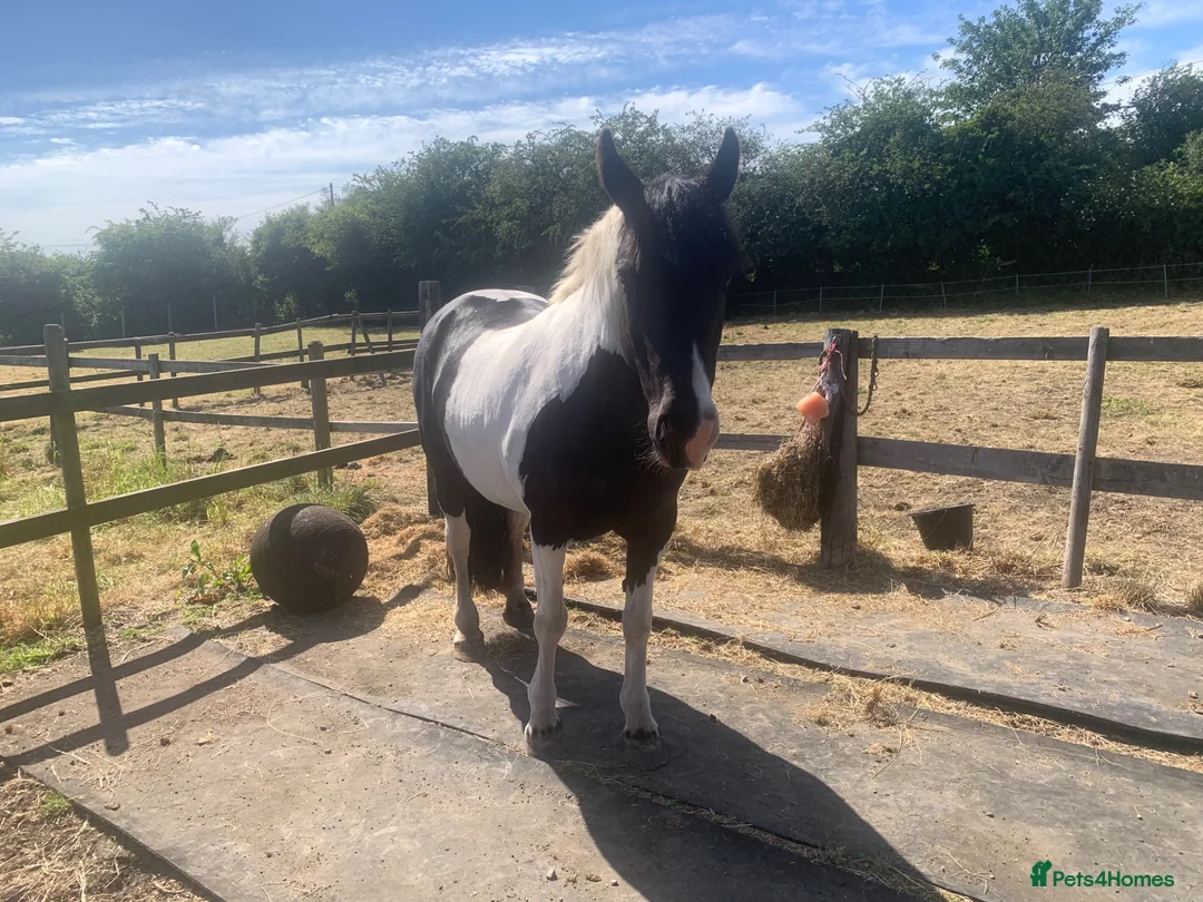 Riding pony horses for sale: 14hh 8 year old Mare inc Tack hack with potential  - Advert 1