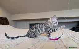 Bengal cats for sale: 🤍🖤🩶 Bengal Kittens 🩶🖤🤍 in Barnoldswick - Image 20
