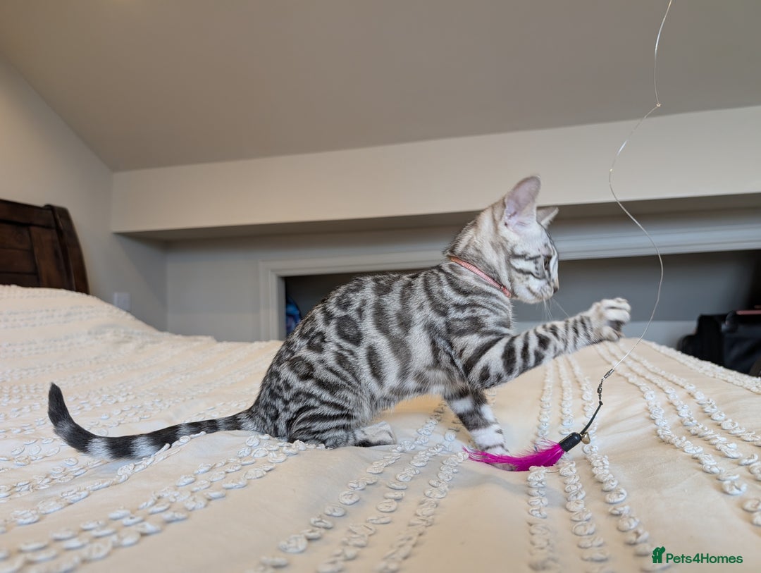 Bengal cats for sale: 🤍🖤🩶 Bengal Kittens 🩶🖤🤍 in Barnoldswick - Image 20