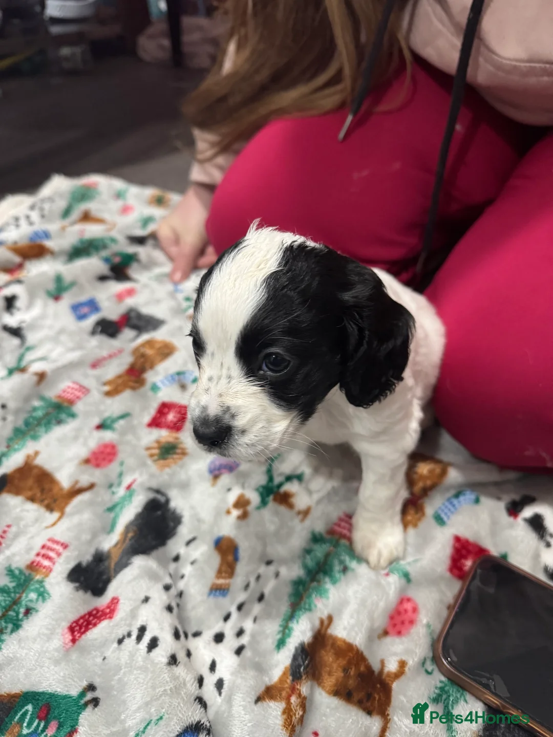 Cockapoo dogs for sale: Gorgeous F1B Cockapoo Puppies. Only One Puppy Left - Advert 10