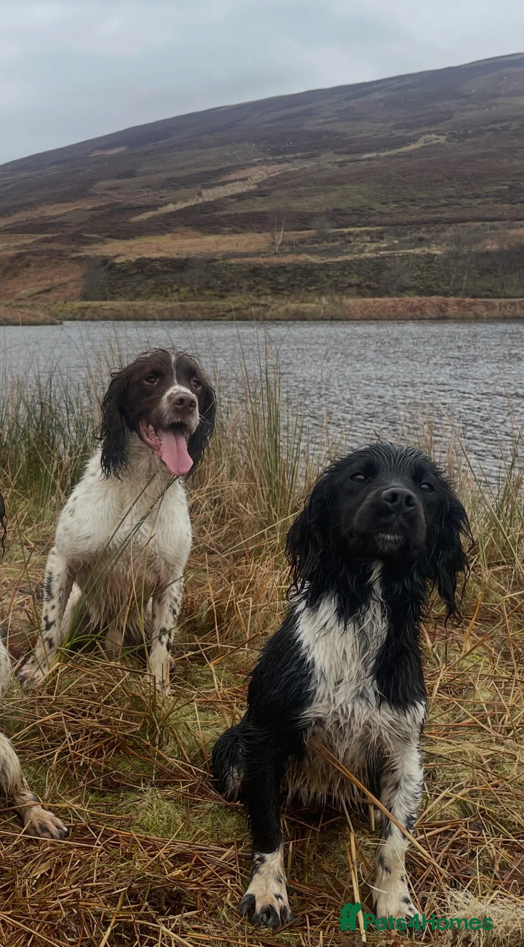 English Springer Spaniel dogs for sale: English Springer Spaniel  in Brechin - Advert 10