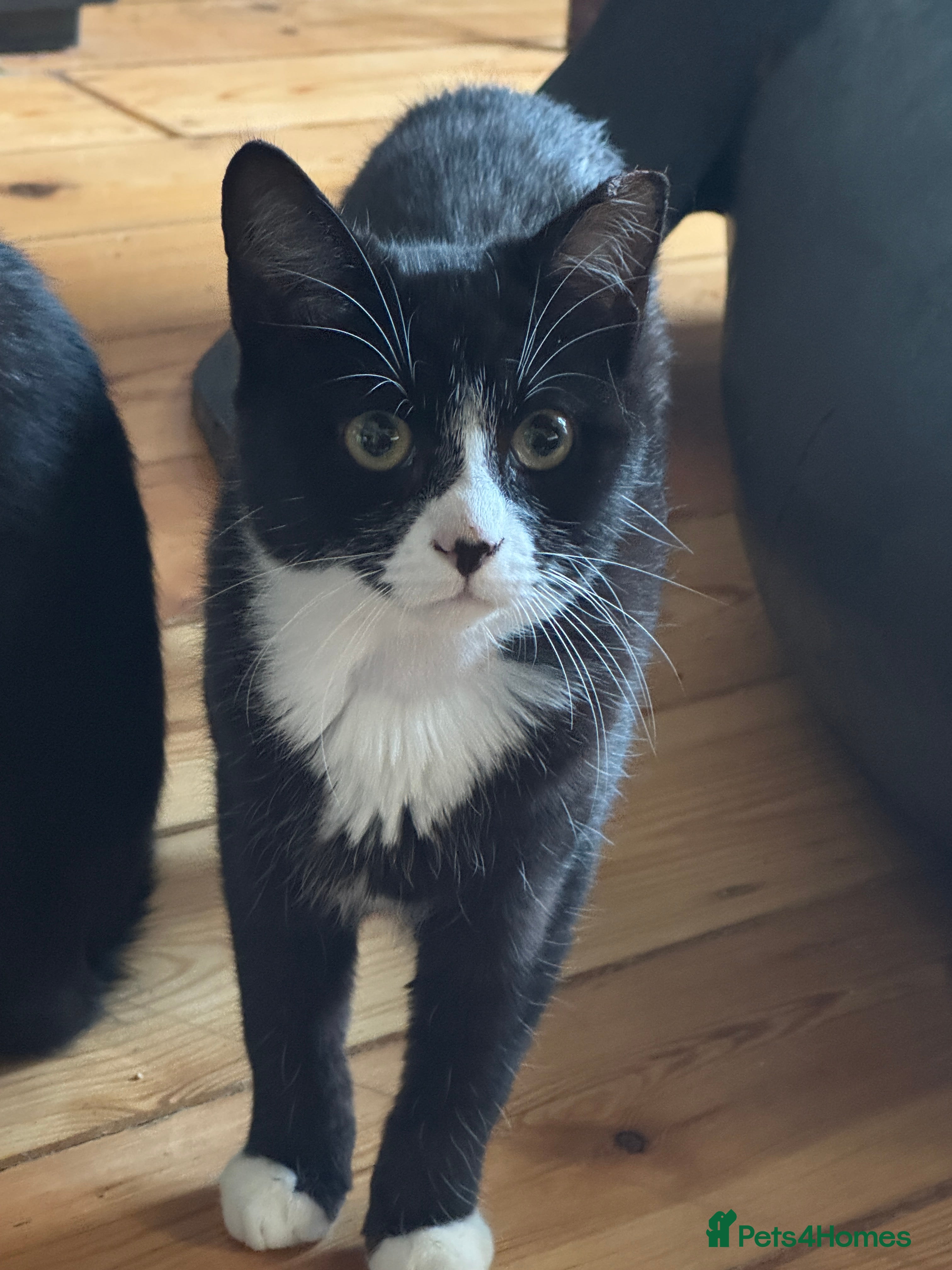 Domestic Shorthair cats 2 female tuxedos to be re-homed together  - Advert 1