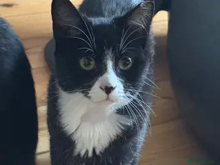 Domestic Shorthair cats 2 female tuxedos to be re-homed together - Advert 1