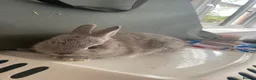 Netherland Dwarf rabbits for sale: Gorgeous Netherland Dwarf baby boys - Advert 6