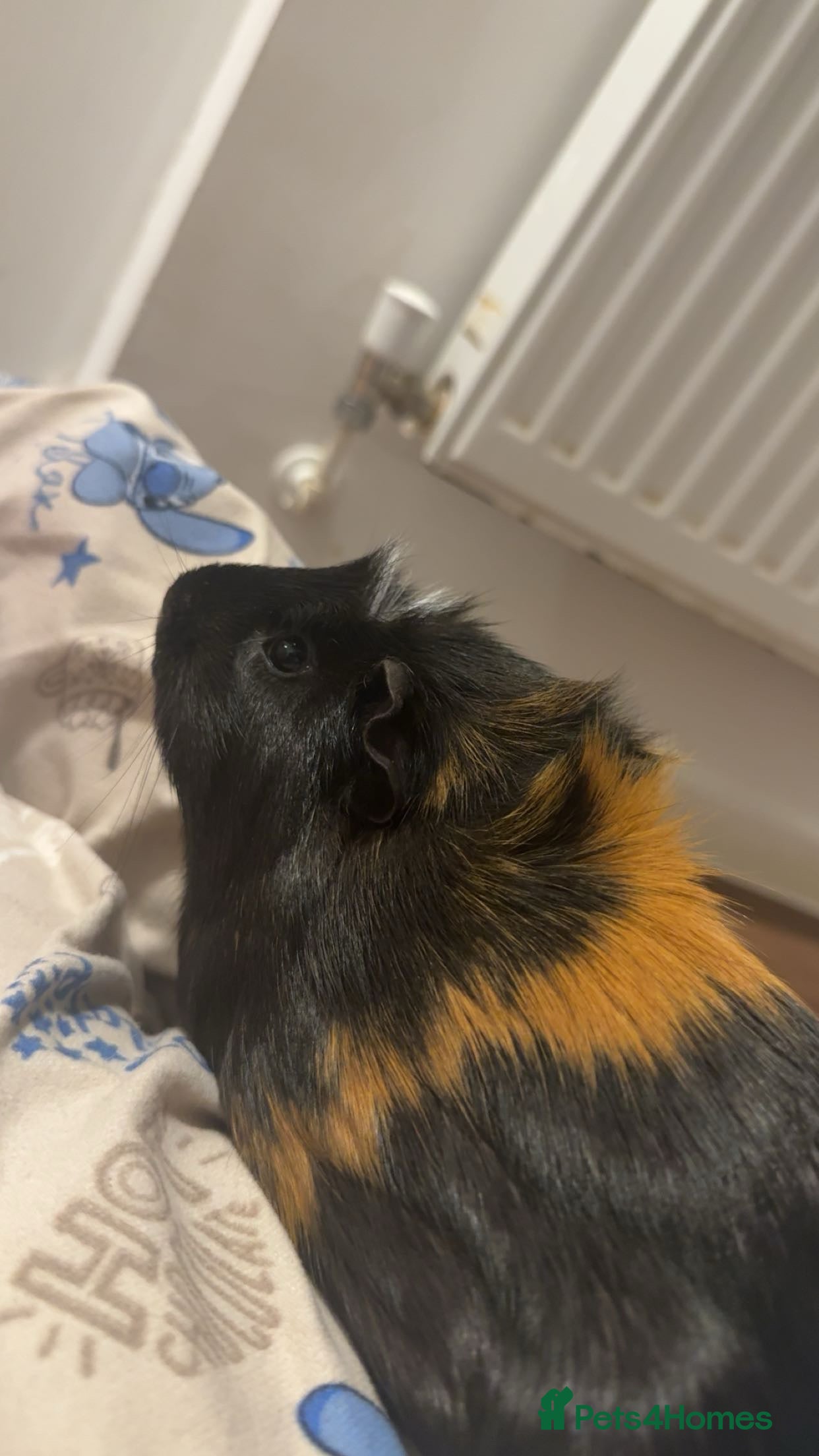 Guinea Pig rodents 2 Male Shorthaired Guinea Pigs  - Advert 1