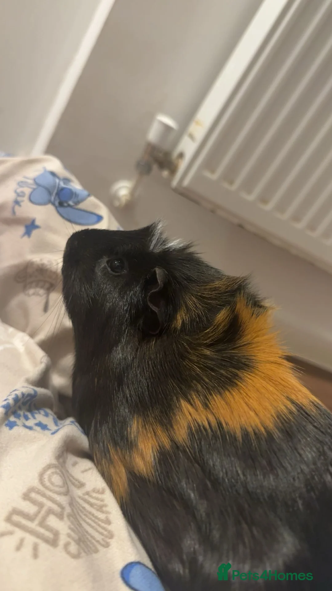 Guinea Pig rodents for sale: 2 Male Shorthaired Guinea Pigs  - Advert 1