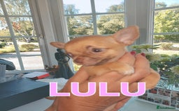 Chihuahua dogs for sale: Chihuahua pups stunning - Image 10