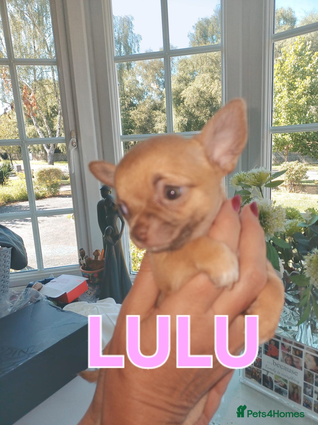 Chihuahua dogs for sale: Chihuahua pups stunning - Image 10