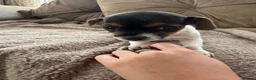 Jack Russell dogs for sale: Jack Russel Girl puppy  - Advert 5