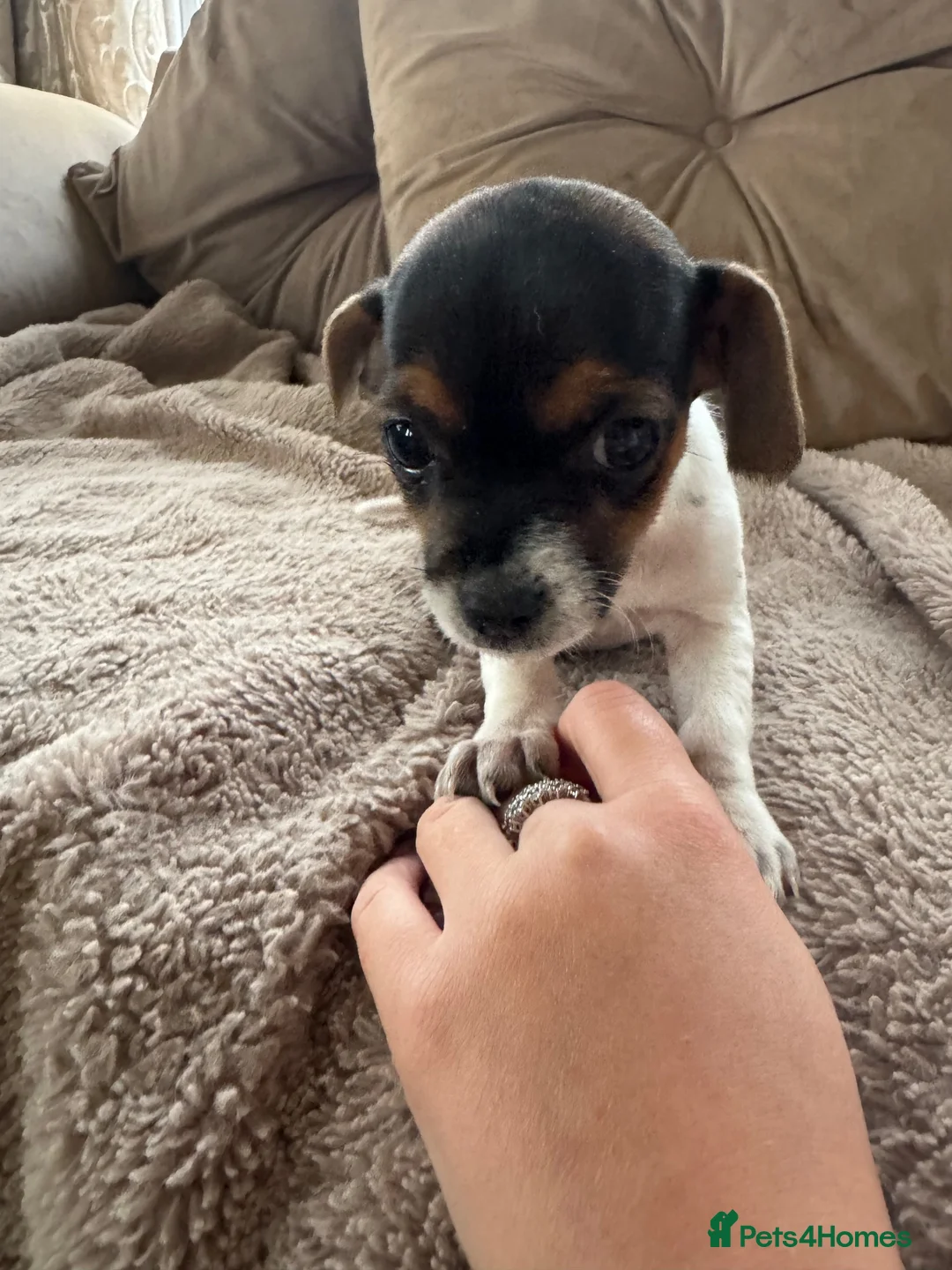 Jack Russell dogs for sale: Jack Russel Girl puppy  - Advert 5