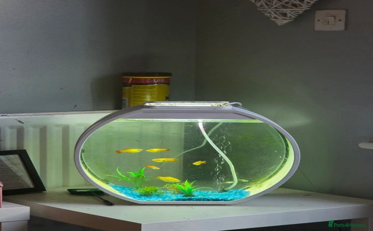 Other/Mixed Breed fish - Advert 1