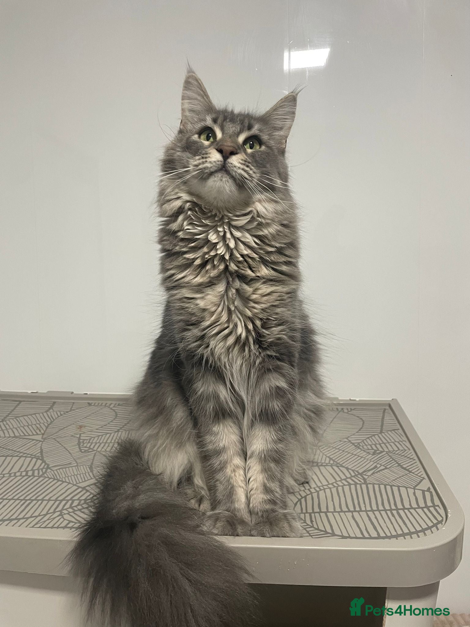 Maine Coon cats Blue Classic Tabby Maine Coon Female  - Advert 1