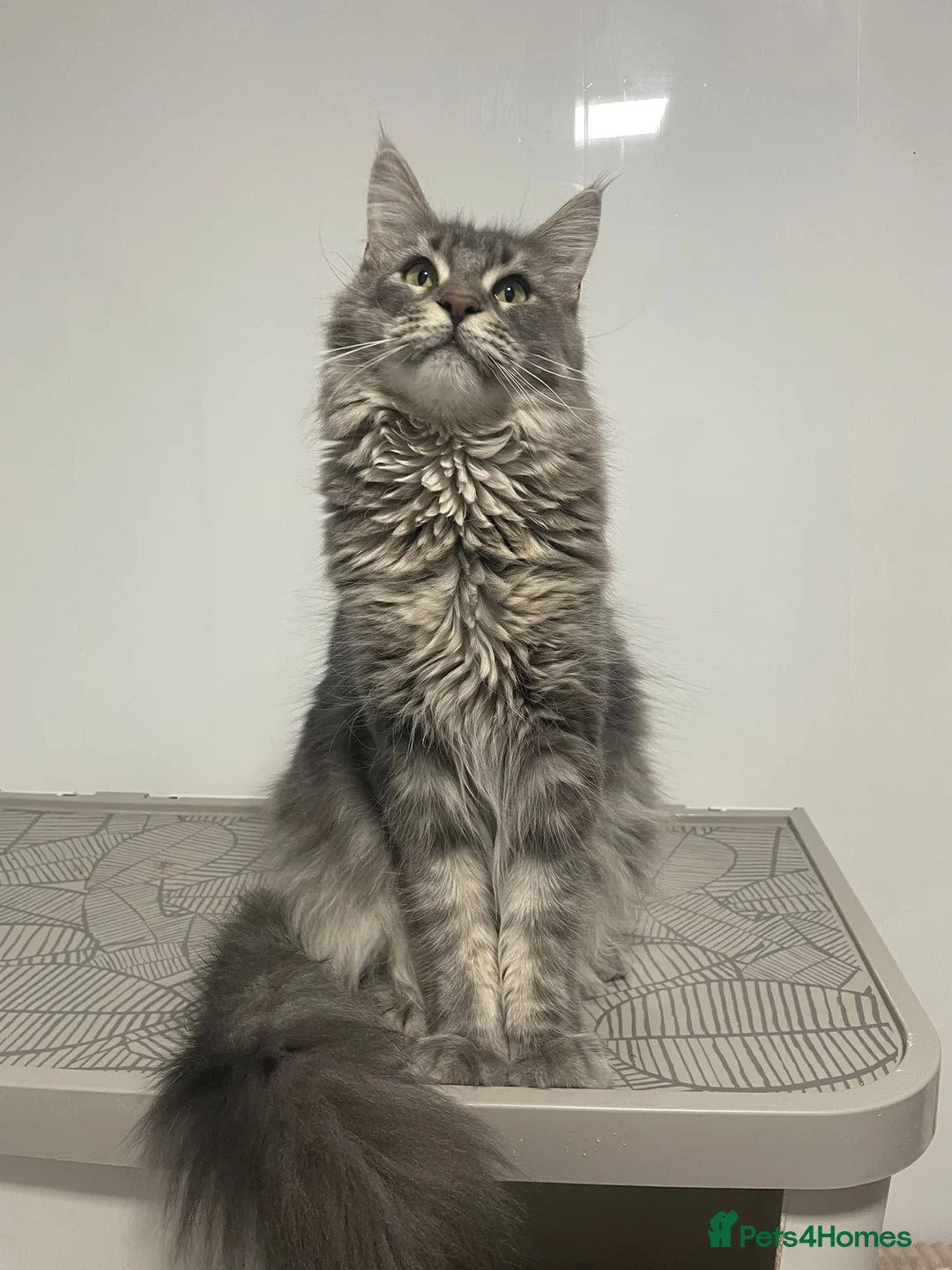 Maine Coon cats for sale: Blue Classic Tabby Maine Coon Female  - Advert 1