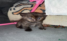 Domestic Shorthair cats for sale: Tortoise Shell X British Longhaired Kittens  - Image 6
