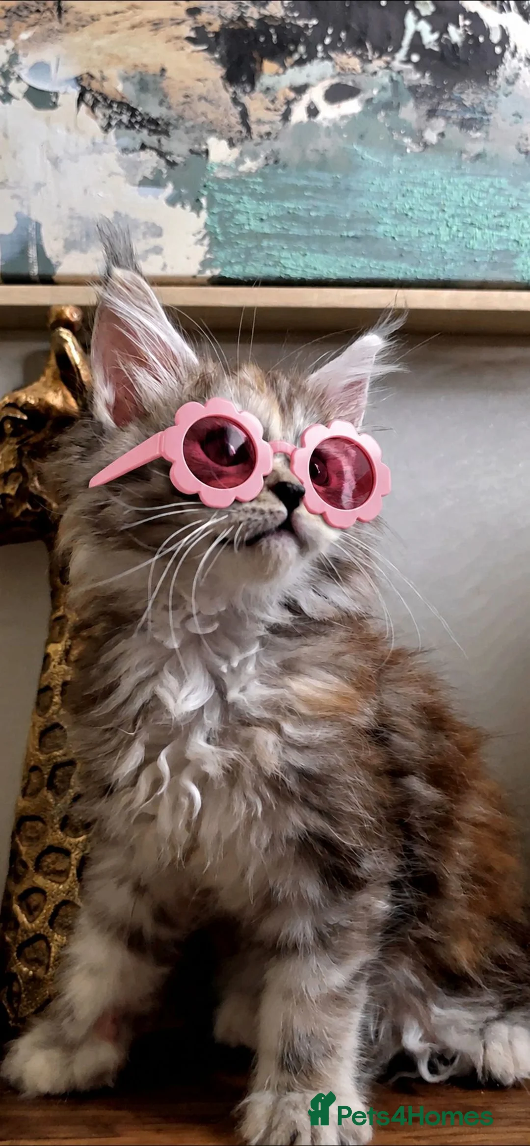 Maine Coon cats for sale: Beautiful, friendly Maine coon girl  - Advert 2