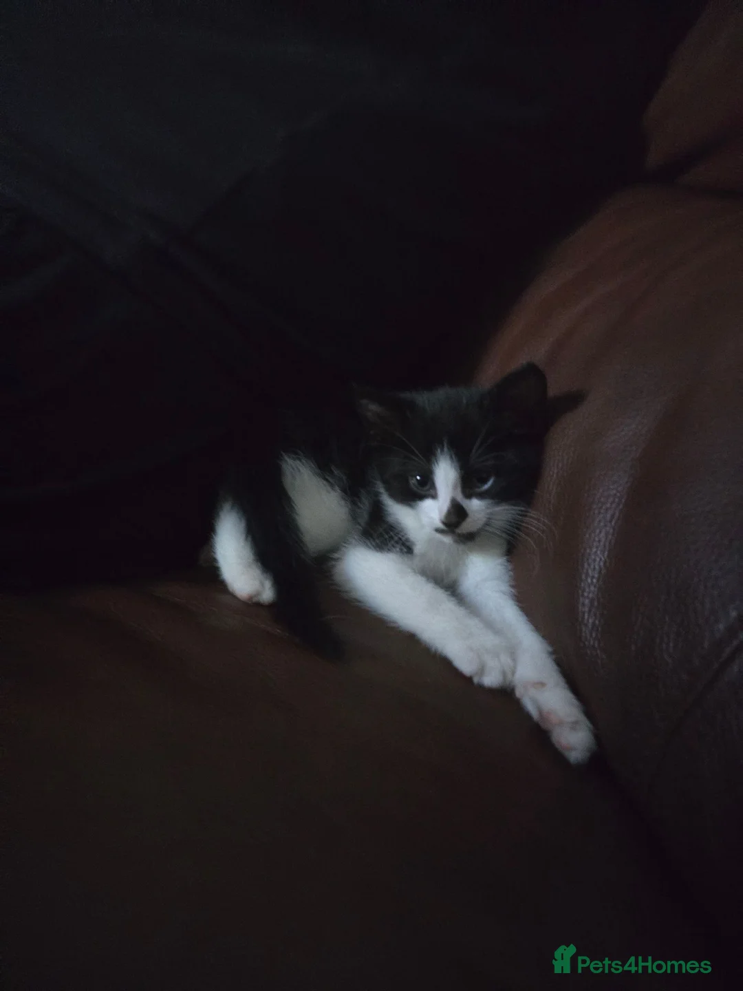 Mixed Breed cats for sale: Black and white kittens - Advert 5