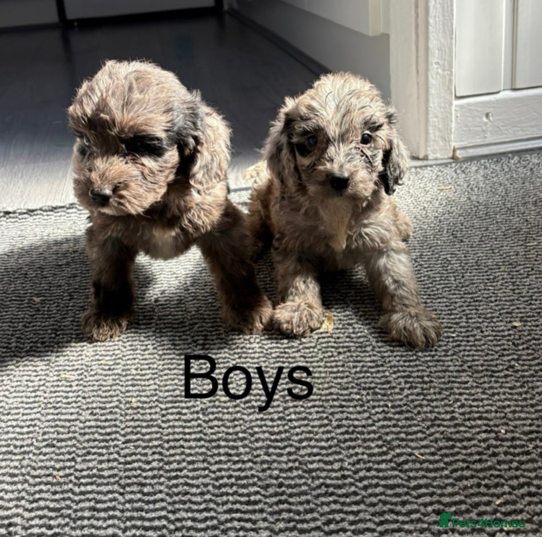 Cockapoo dogs for sale: Cockapoo puppies  - Image 4