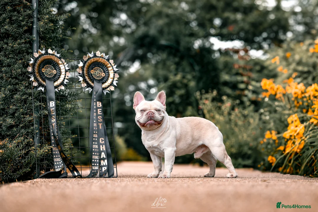 French Bulldog dogs for stud: Frenchie stud champion Flava  in Kings Langley - Advert 18