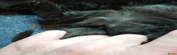 Mixed Breed cats for sale: kittens - Advert 5