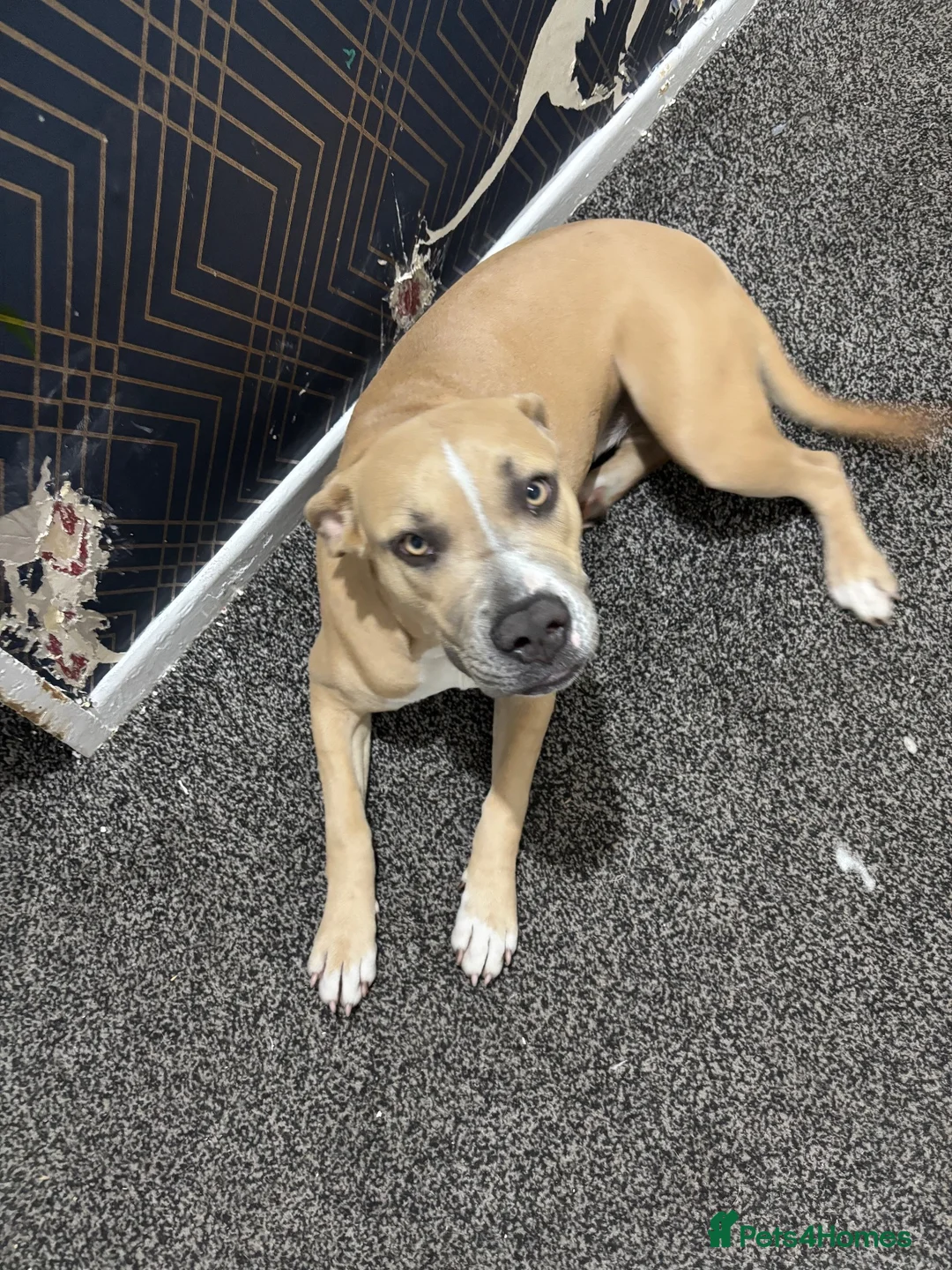 Mixed Breed dogs for sale: Female cane corso x staffy in Cradley Heath - Advert 1
