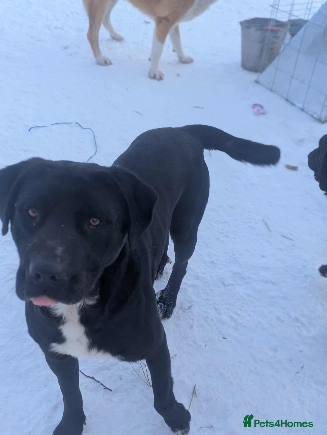 Mixed Breed dogs for adoption: Oreo 🖤 - Advert 4