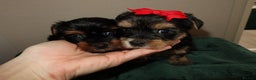 Yorkshire Terrier dogs for sale: Yorkshire terrier puppy’s 🐶  - Advert 12
