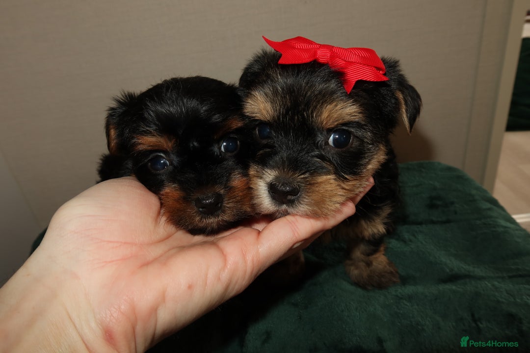 Yorkshire Terrier dogs for sale: Yorkshire terrier puppy’s 🐶  - Advert 12