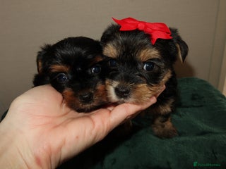 Yorkshire Terrier dogs Yorkshire terrier puppy’s 🐶 - Advert 14