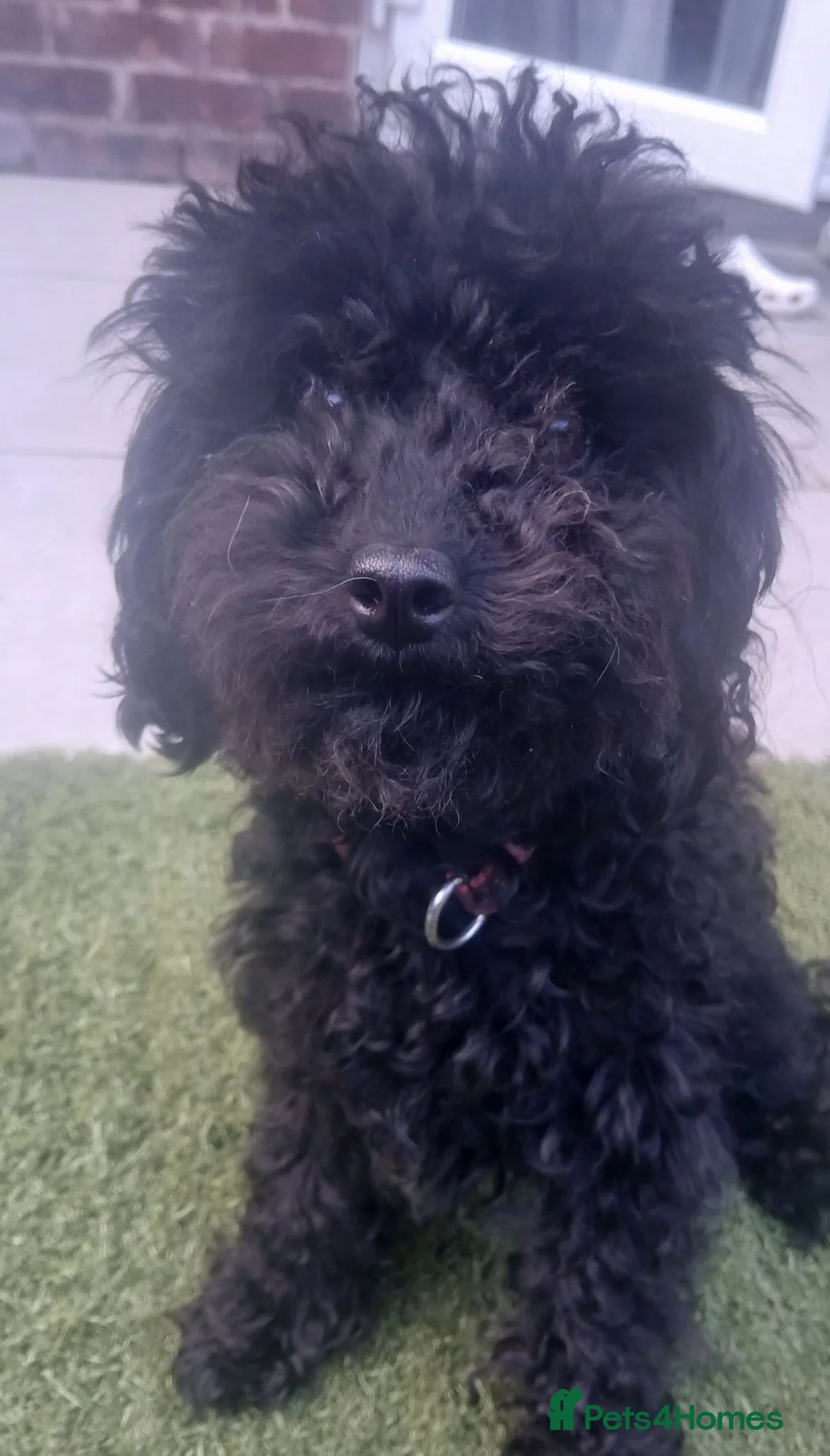 Toy Poodle dogs for sale: Gorgeous toy poodle puppies 🐶 for sale 😍  - Advert 2
