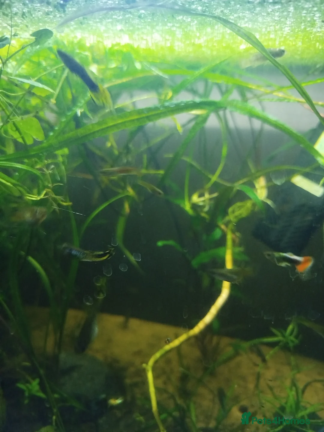 Live Bearers fish for sale: Guppys and Plattys  - Advert 2