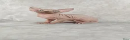Sphynx cats for sale: Exceptional Sphynx Kittens – Best Pedigree.  - Advert 16