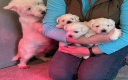 West Highland Terrier dogs for sale: WEST HIGHLAND TERRIER PUPPIES - Image 2