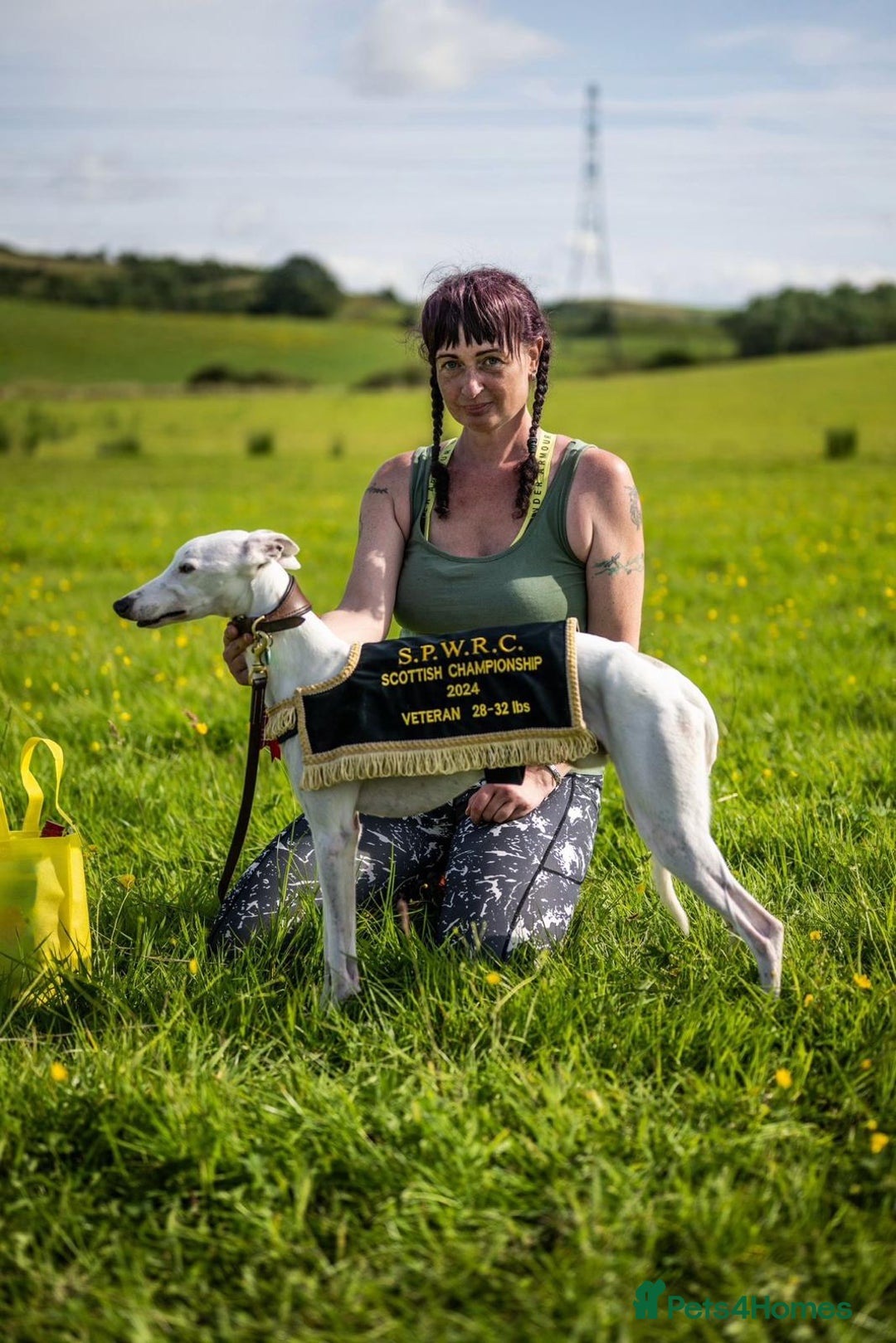 Whippet dogs for sale: Whippet pups - Advert 8