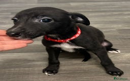 Whippet dogs for sale: Whippets for sale - Image 3